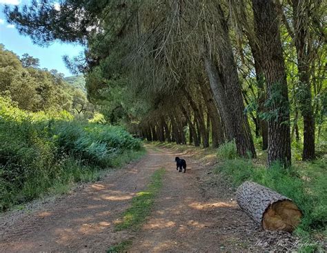 Sendero Molino del Corcho – Sierra de Constantina